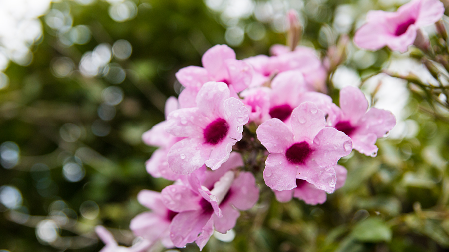 Nur eine von vielen Blumenarten in den Gärten